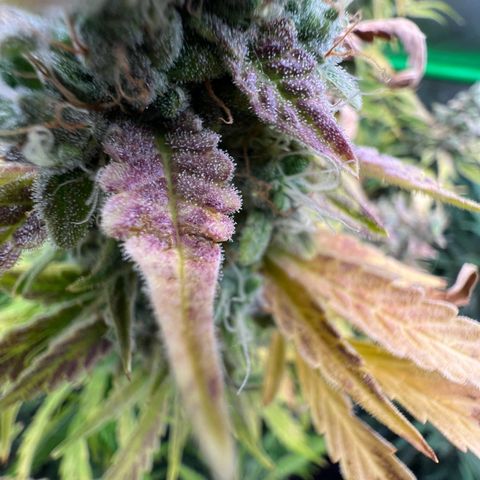 ILGM Blue Dream Auto growlog timeline photo