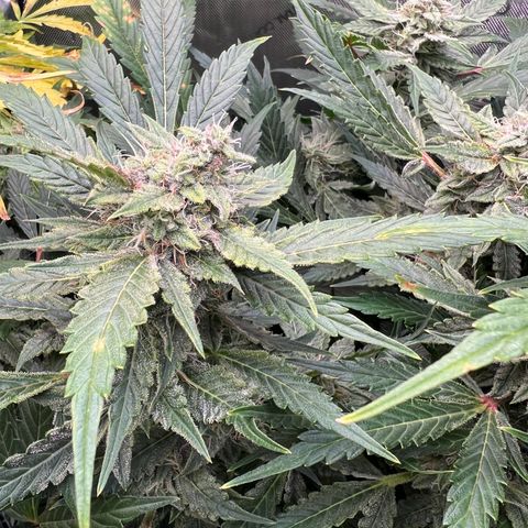 ILGM Blue Dream Auto growlog timeline photo