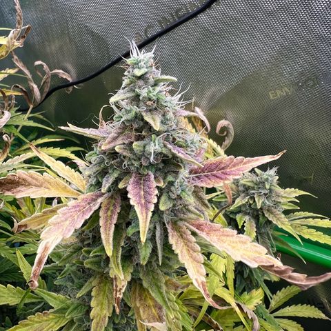 ILGM Blue Dream Auto growlog timeline photo