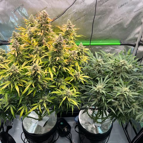 ILGM Blue Dream Auto growlog timeline photo