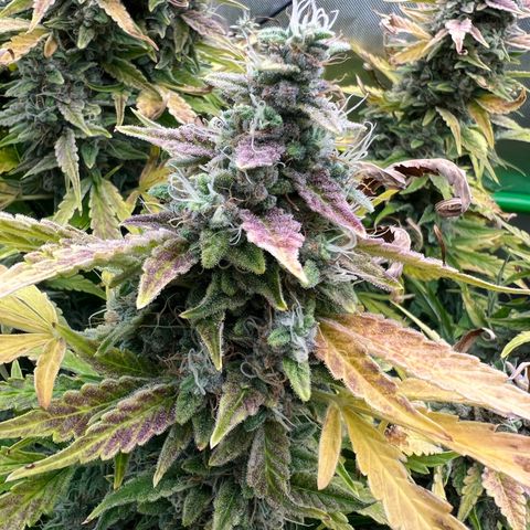 ILGM Blue Dream Auto growlog timeline photo