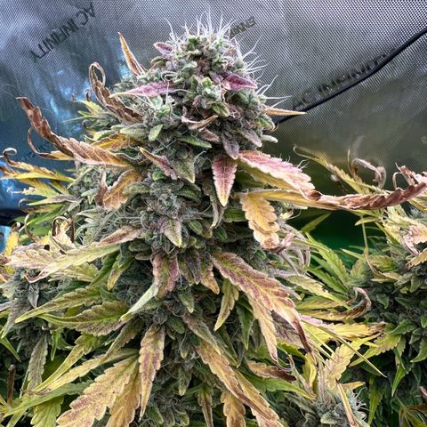 ILGM Blue Dream Auto growlog timeline photo