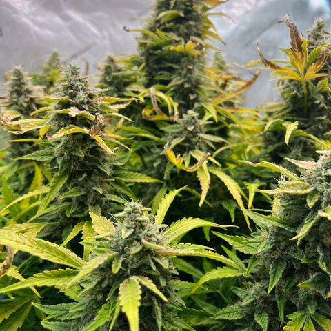 ILGM Blue Dream Auto growlog timeline photo