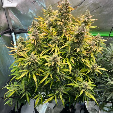 ILGM Blue Dream Auto growlog timeline photo