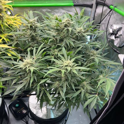 ILGM Blue Dream Auto growlog timeline photo