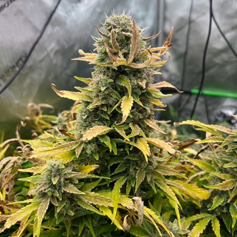 ILGM Blue Dream Auto growlog timeline photo