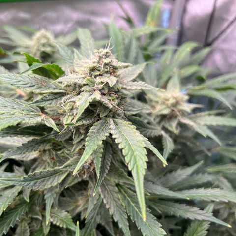 ILGM Blue Dream Auto growlog timeline photo