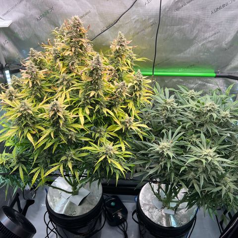 ILGM Blue Dream Auto growlog timeline photo