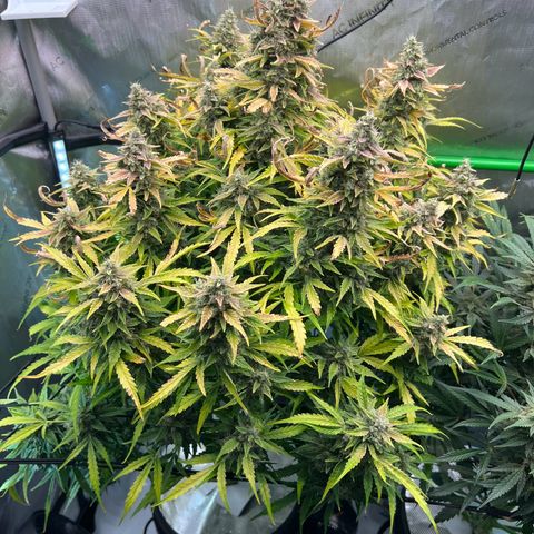 ILGM Blue Dream Auto growlog timeline photo