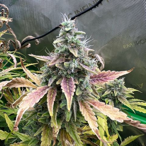 ILGM Blue Dream Auto growlog timeline photo