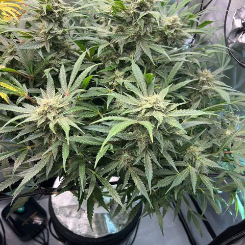 ILGM Blue Dream Auto growlog timeline photo