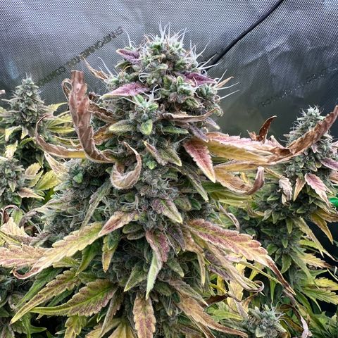 ILGM Blue Dream Auto growlog timeline photo