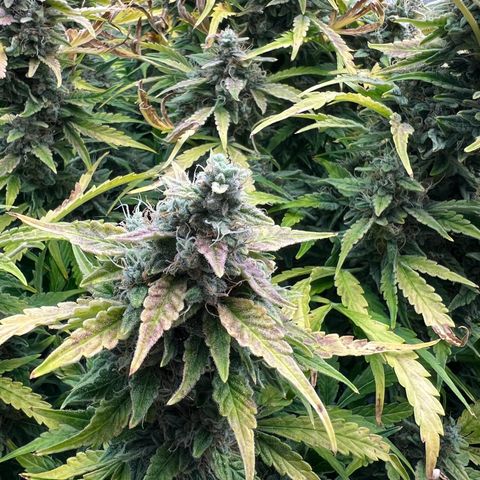 ILGM Blue Dream Auto growlog timeline photo