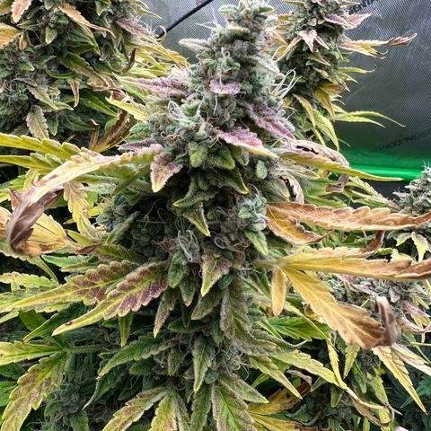 ILGM Blue Dream Auto growlog timeline photo