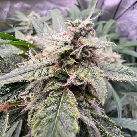 ILGM Blue Dream Auto growlog timeline photo