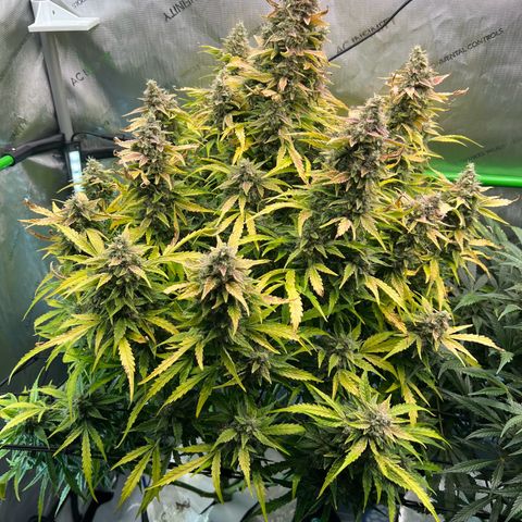 ILGM Blue Dream Auto growlog timeline photo