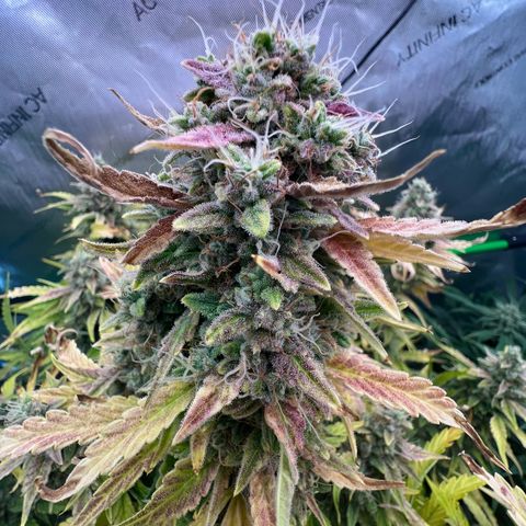 ILGM Blue Dream Auto growlog timeline photo