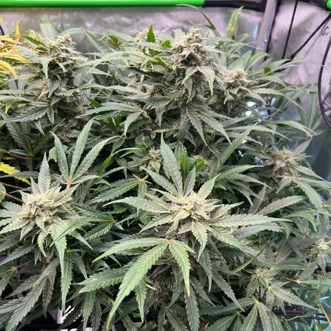 ILGM Blue Dream Auto growlog timeline photo