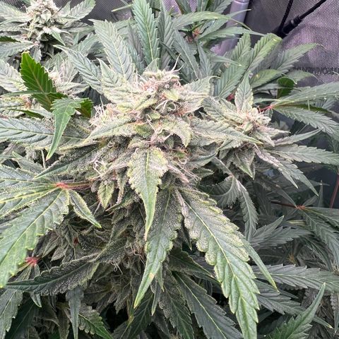 ILGM Blue Dream Auto growlog timeline photo