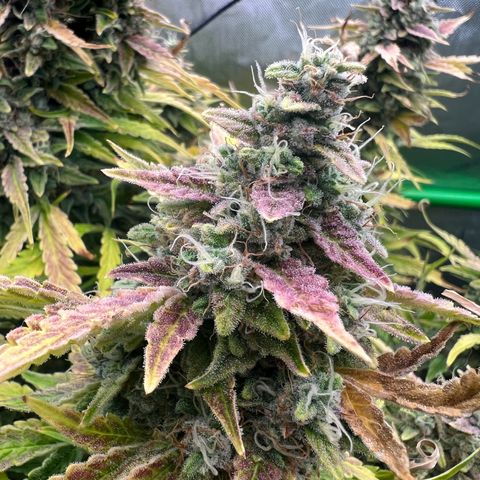 ILGM Blue Dream Auto growlog timeline photo