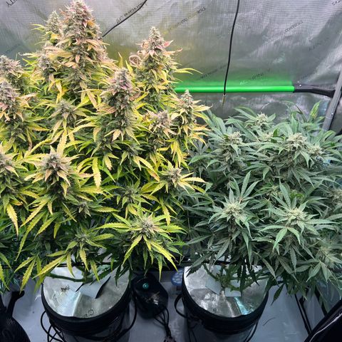 ILGM Blue Dream Auto growlog timeline photo