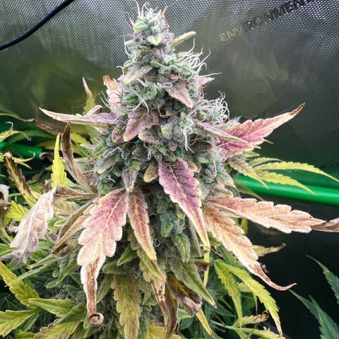 ILGM Blue Dream Auto growlog timeline photo