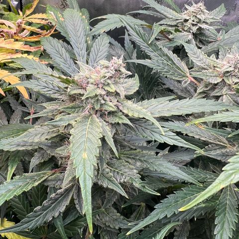 ILGM Blue Dream Auto growlog timeline photo