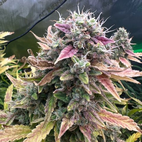 ILGM Blue Dream Auto growlog timeline photo