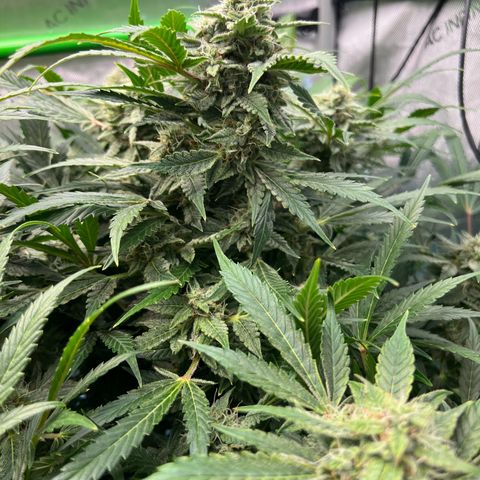 ILGM Blue Dream Auto growlog timeline photo