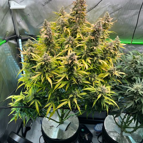 ILGM Blue Dream Auto growlog timeline photo