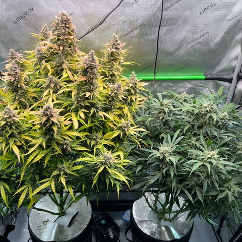 ILGM Blue Dream Auto growlog timeline photo