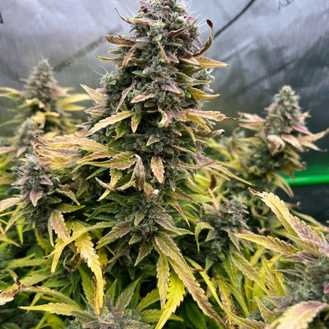 ILGM Blue Dream Auto growlog timeline photo