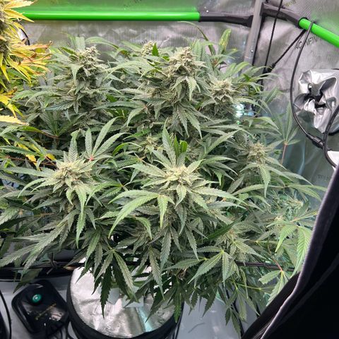 ILGM Blue Dream Auto growlog timeline photo