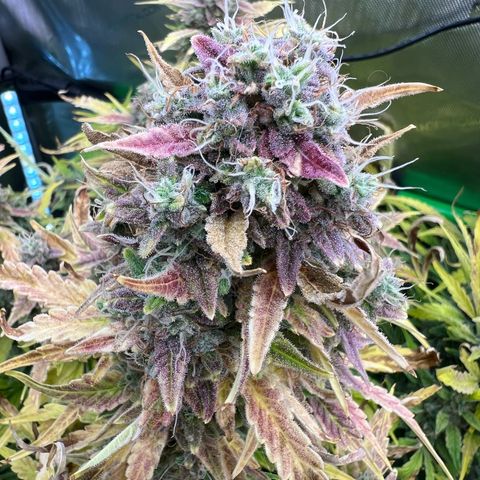 ILGM Blue Dream Auto growlog timeline photo