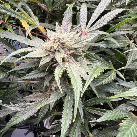 ILGM Blue Dream Auto growlog timeline photo