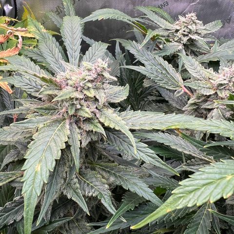 ILGM Blue Dream Auto growlog timeline photo