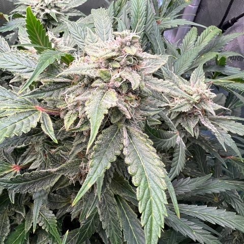ILGM Blue Dream Auto growlog timeline photo
