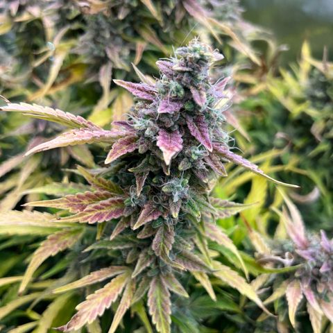 ILGM Blue Dream Auto growlog timeline photo