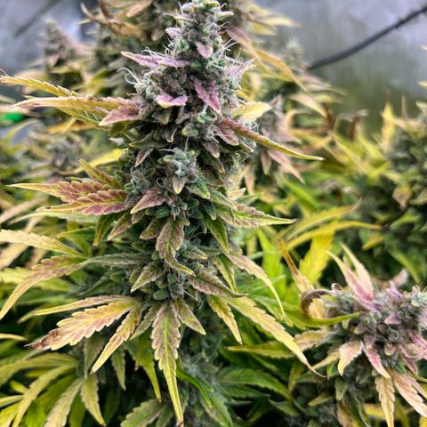 ILGM Blue Dream Auto growlog timeline photo