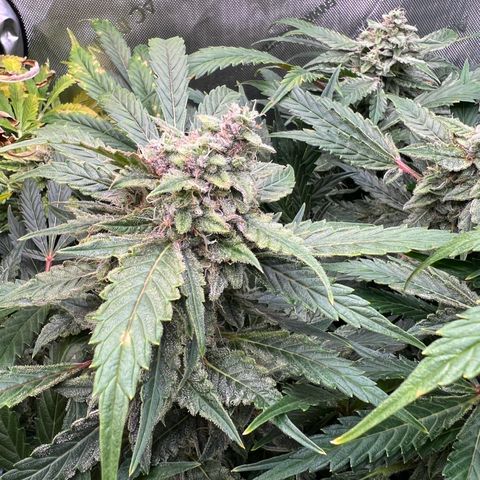 ILGM Blue Dream Auto growlog timeline photo