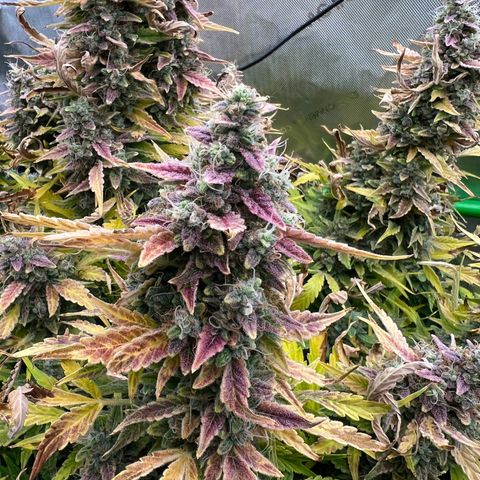 ILGM Blue Dream Auto growlog timeline photo