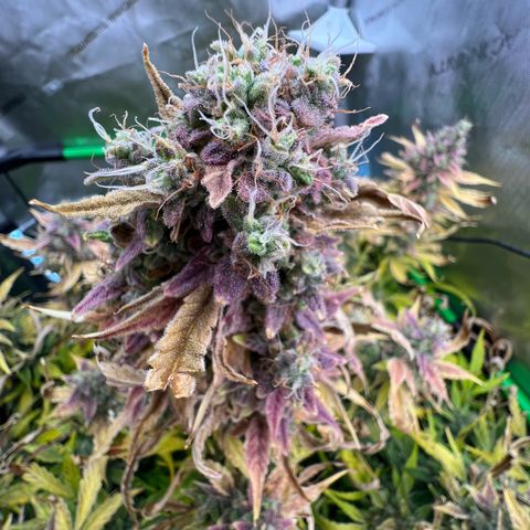 ILGM Blue Dream Auto growlog timeline photo