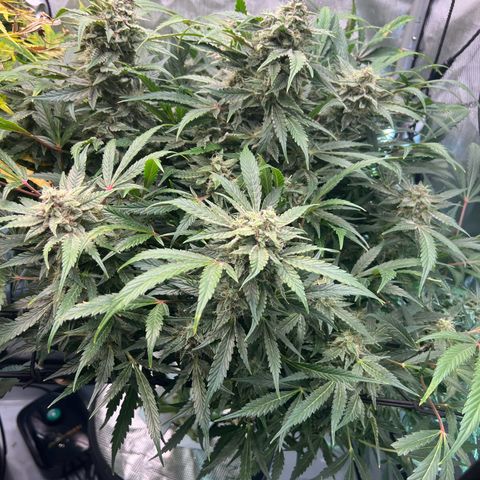 ILGM Blue Dream Auto growlog timeline photo