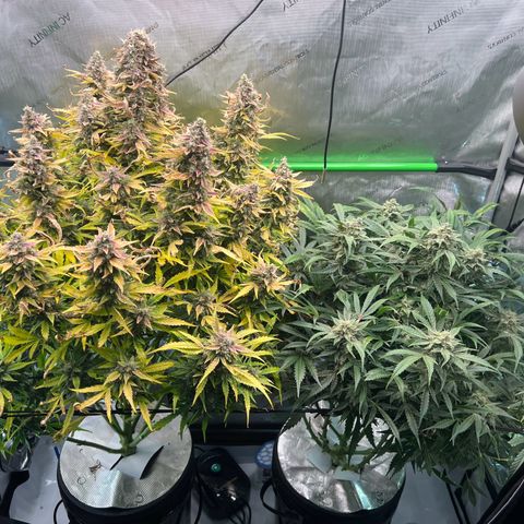 ILGM Blue Dream Auto growlog timeline photo