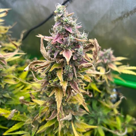 ILGM Blue Dream Auto growlog timeline photo