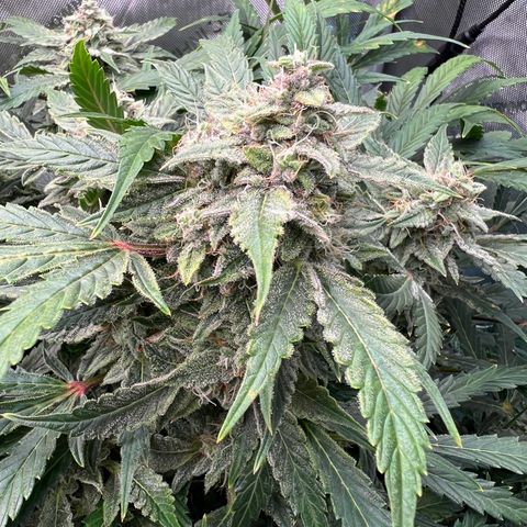 ILGM Blue Dream Auto growlog timeline photo