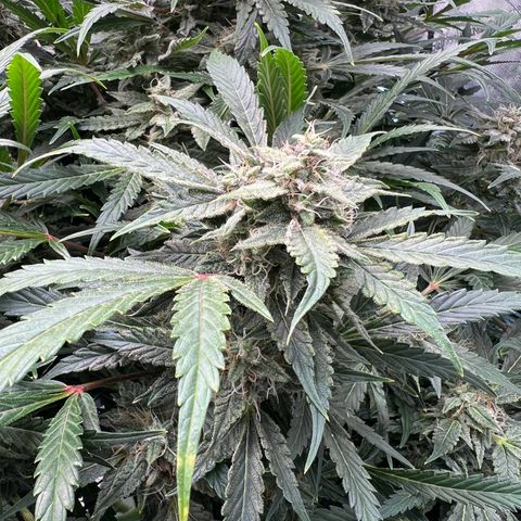 ILGM Blue Dream Auto growlog timeline photo