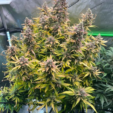 ILGM Blue Dream Auto growlog timeline photo