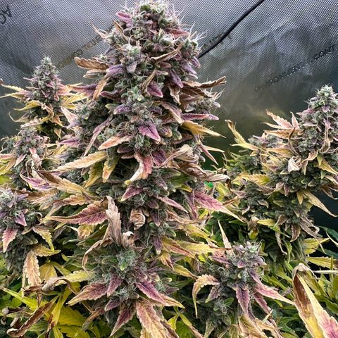 ILGM Blue Dream Auto growlog timeline photo