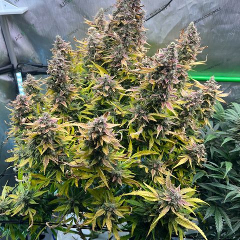 ILGM Blue Dream Auto growlog timeline photo